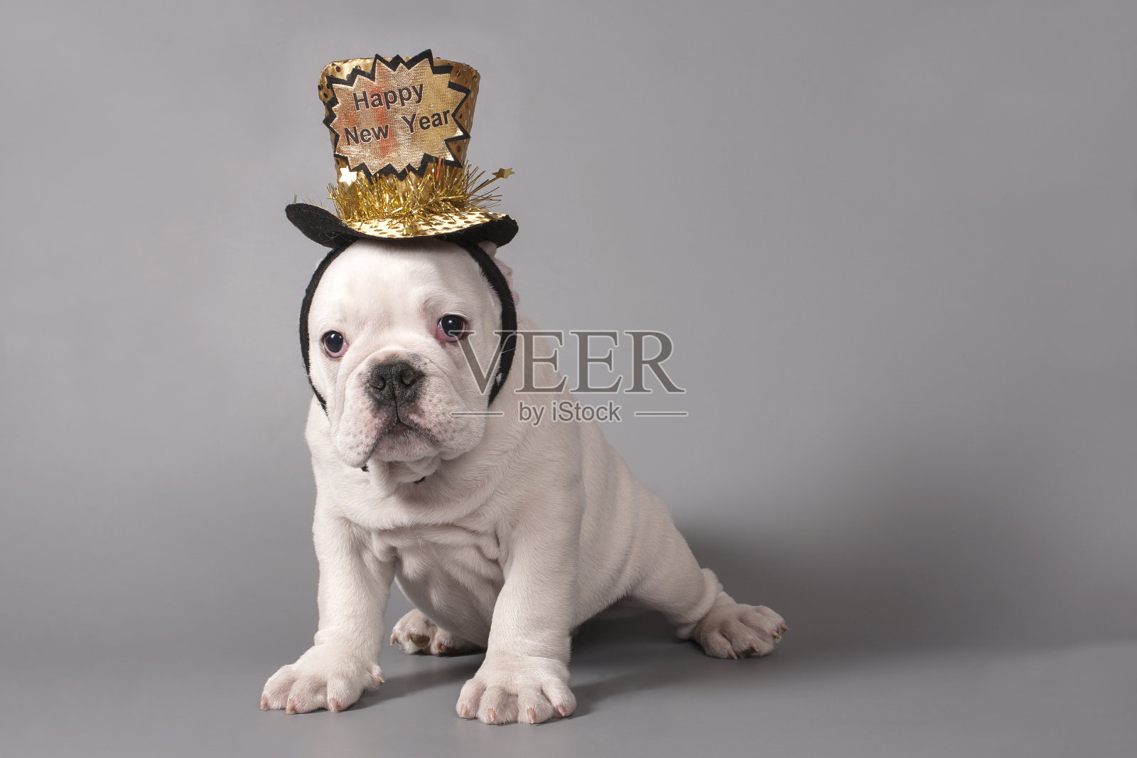 新年英语牛头犬小狗照片摄影图片