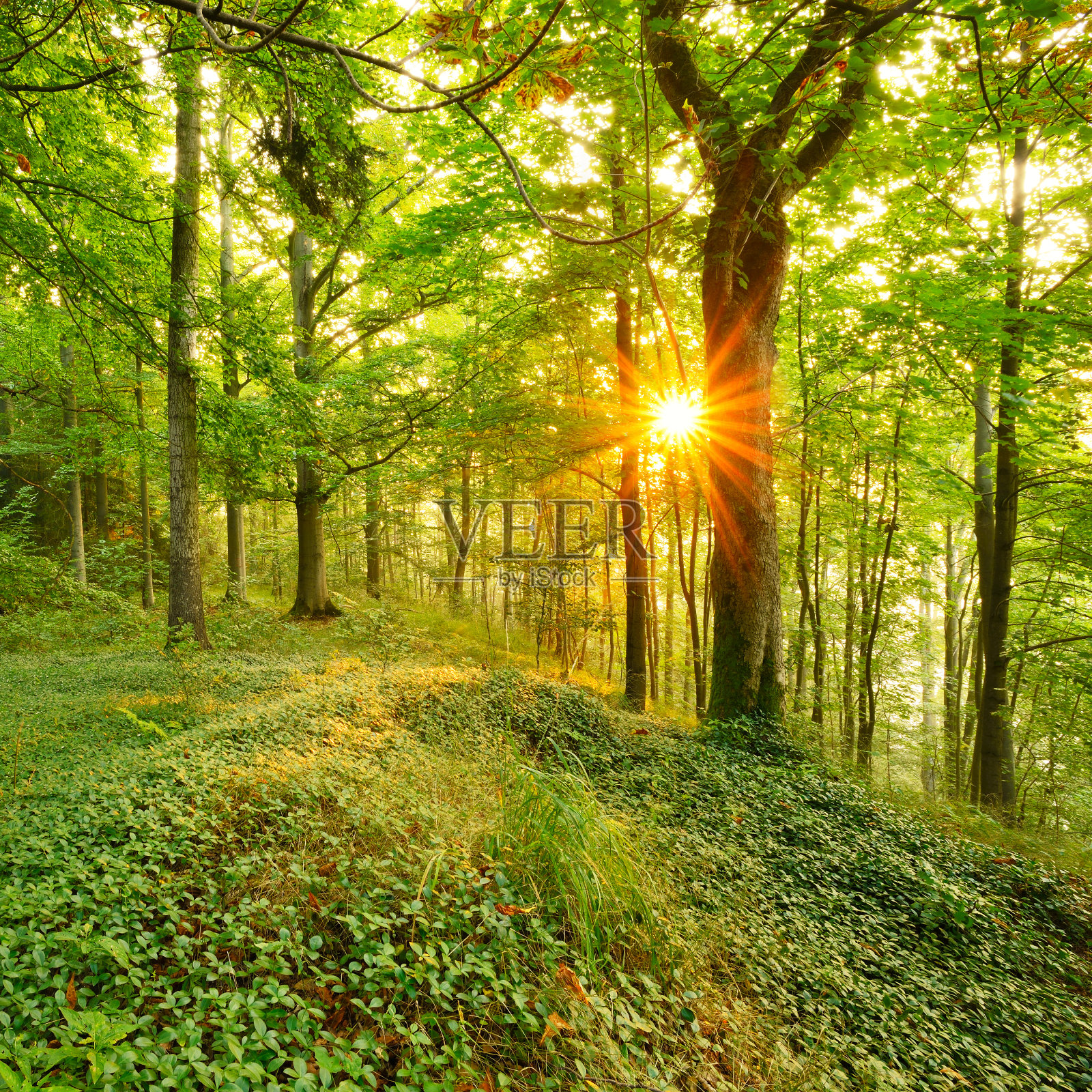 日出时的野生自然森林阳光透过树木照耀照片摄影图片