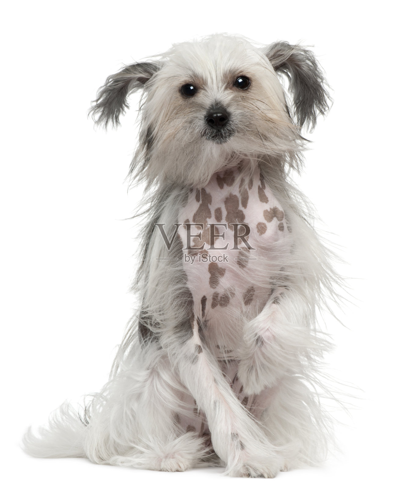 中国冠毛犬风毛，11个月大，坐在白色背景前照片摄影图片