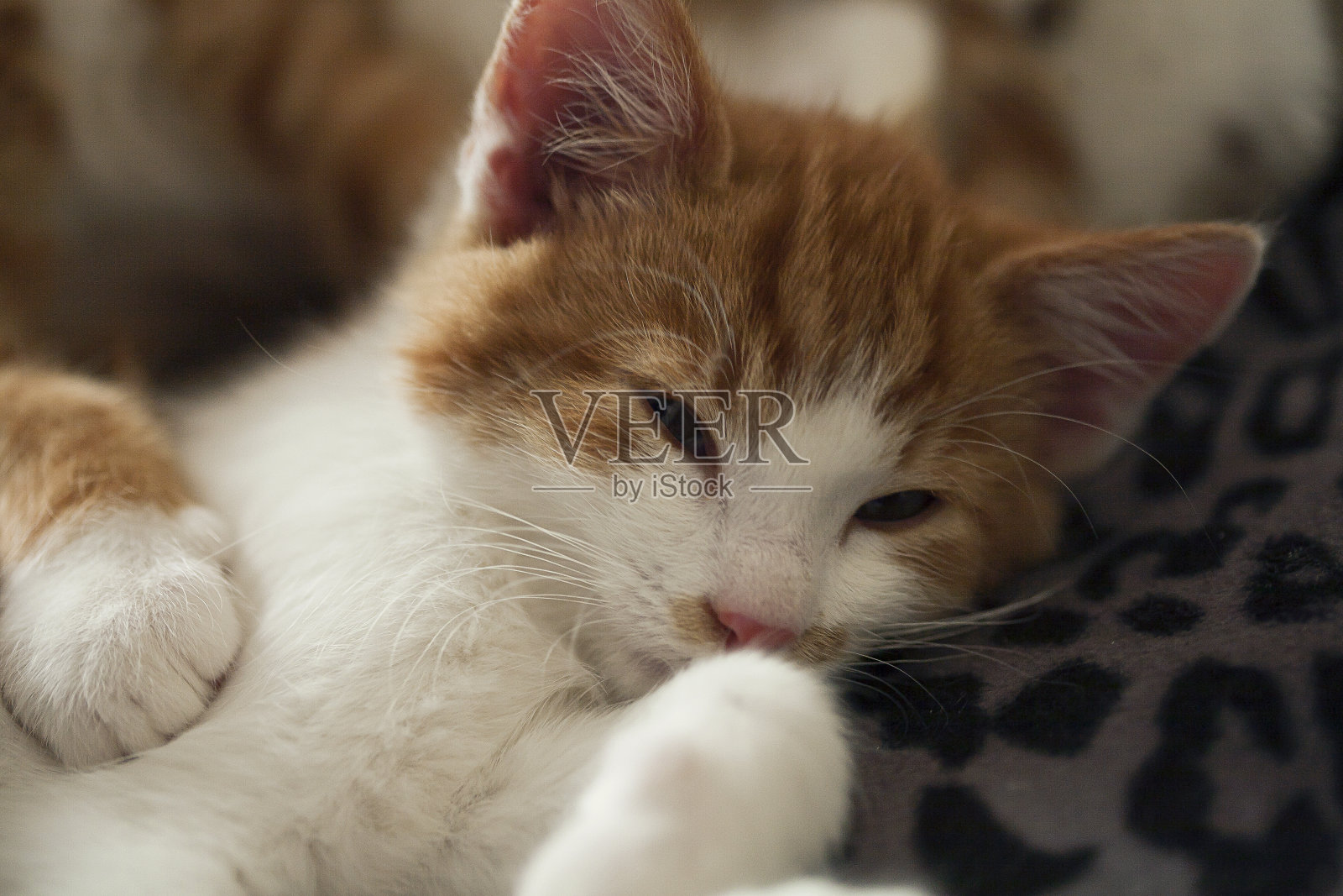 非常可爱的红黄相间的跳跳猫在玩耍照片摄影图片