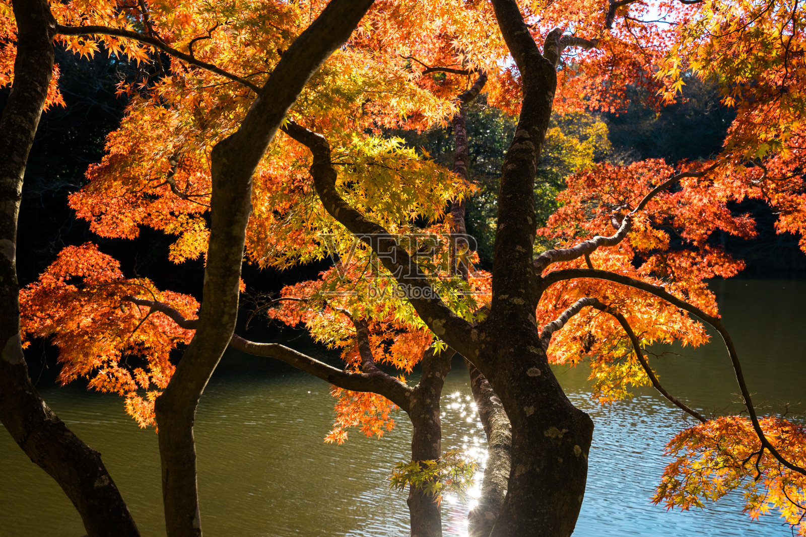 秋天的落叶照片摄影图片
