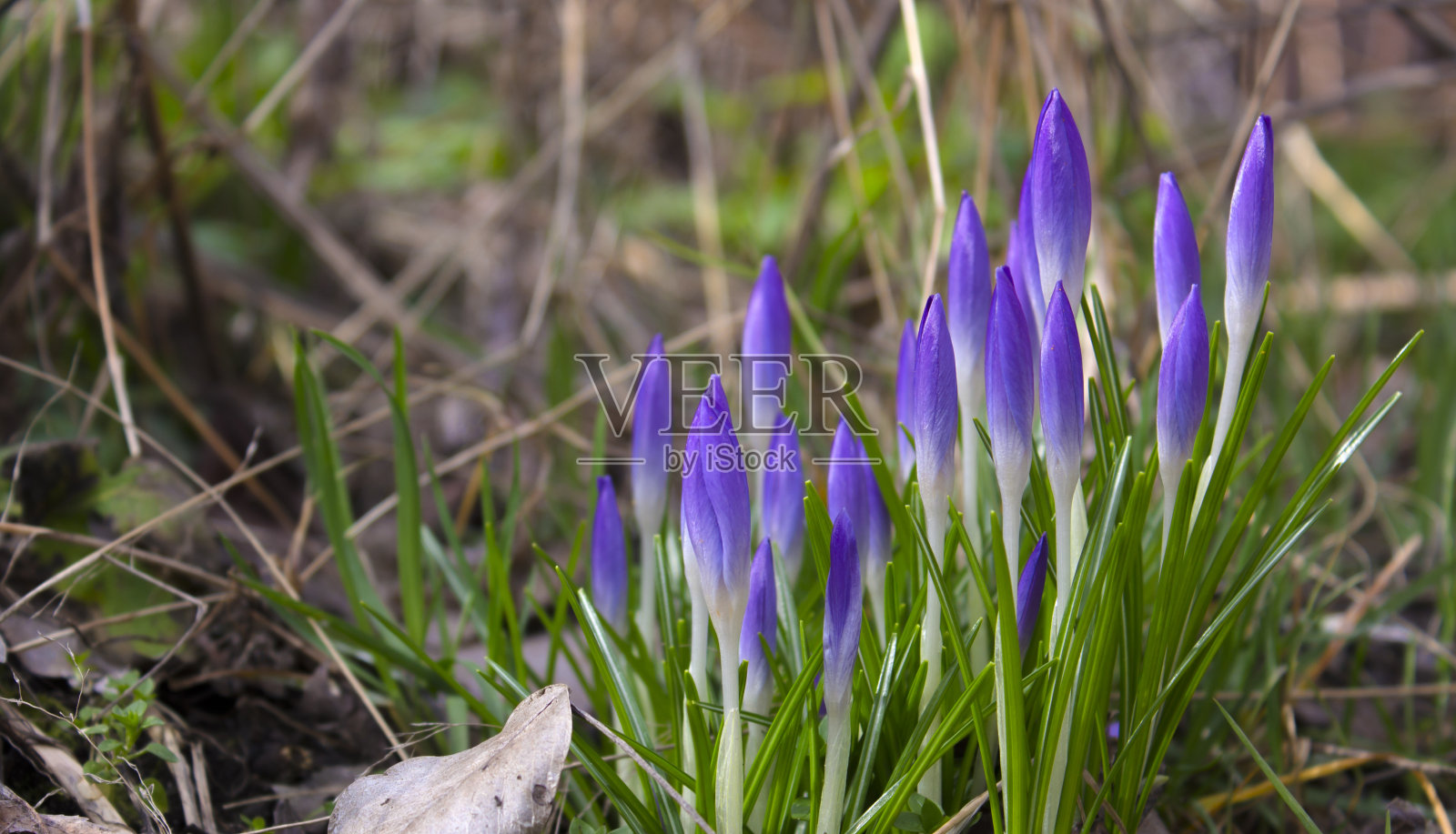 美丽的春天珍珠，番红花。雪一融化就开花照片摄影图片