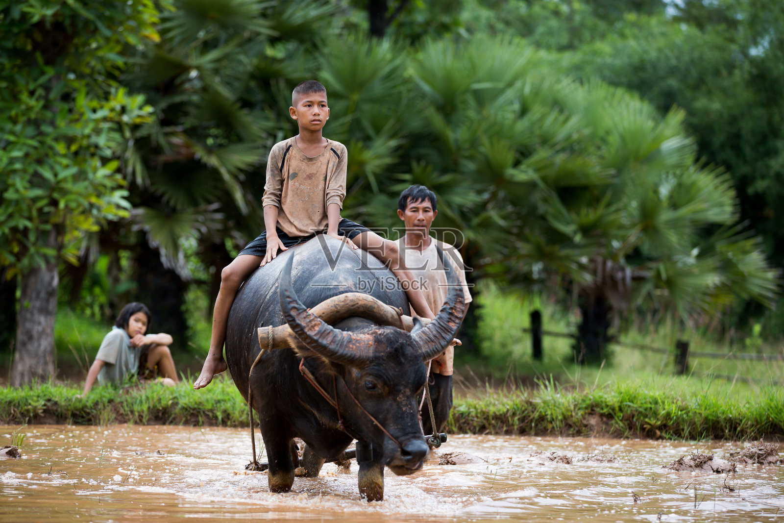 亚洲的孩子们骑着水牛。照片摄影图片