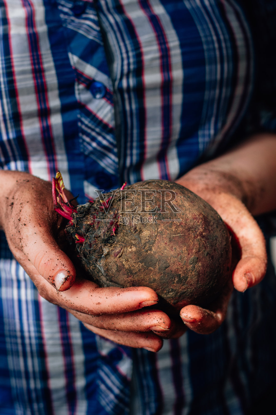 新鲜的红甜菜在农民手中。照片摄影图片