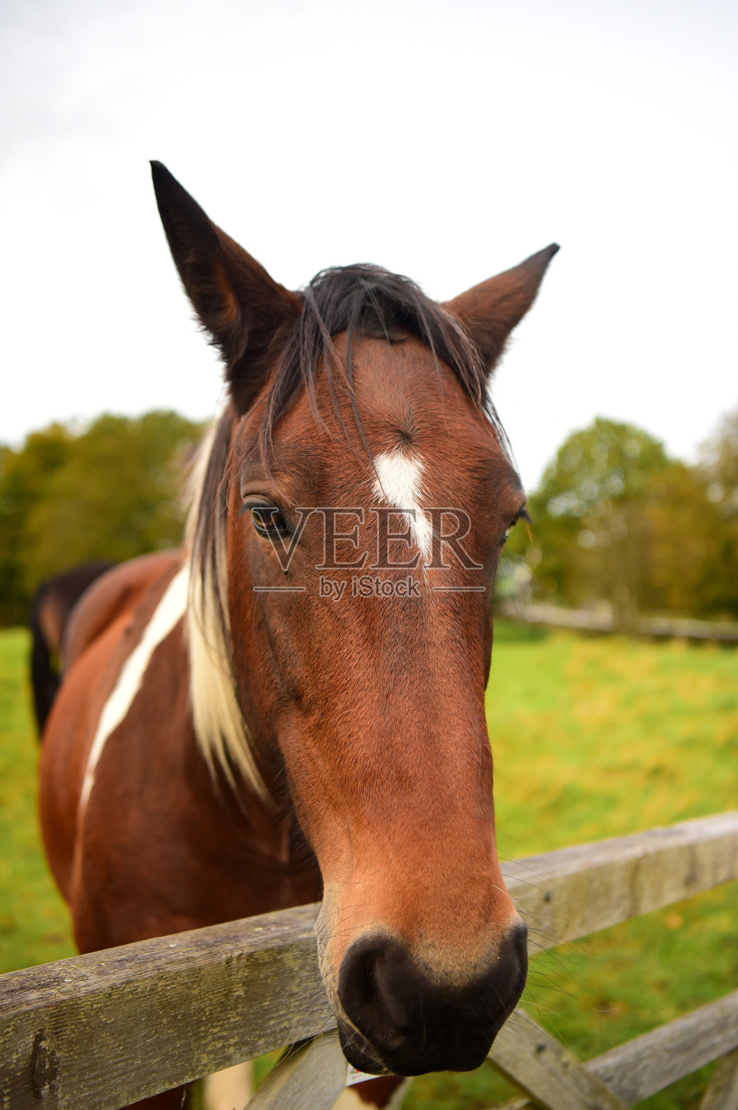 马照片摄影图片
