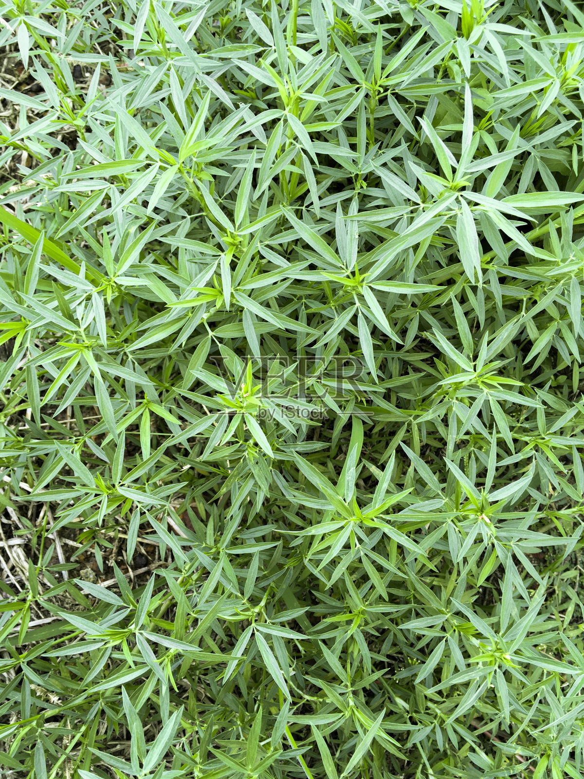 绿草照片摄影图片