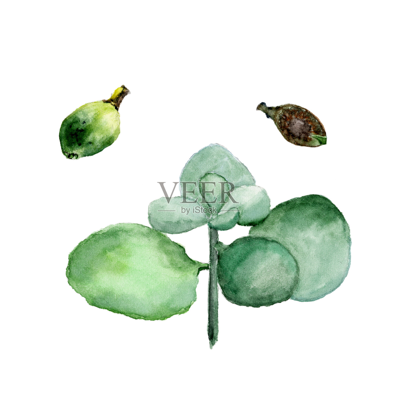 在白色背景上分离的多肉植物。水彩手绘插图插画图片素材