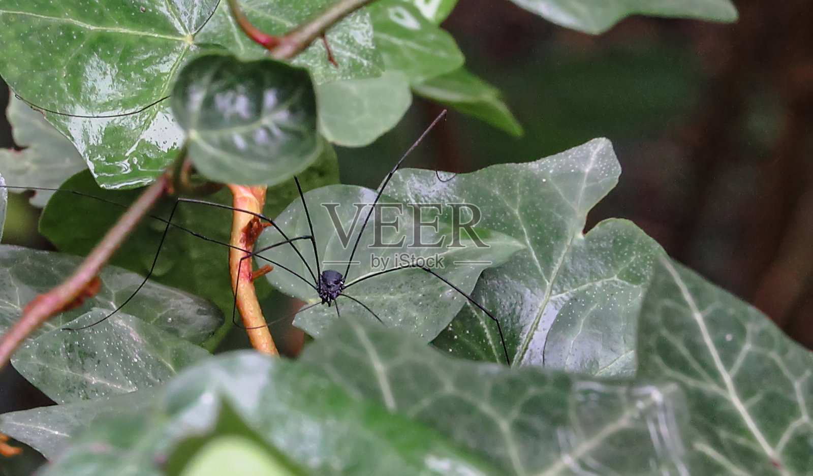 在树叶上行走的收割者照片摄影图片