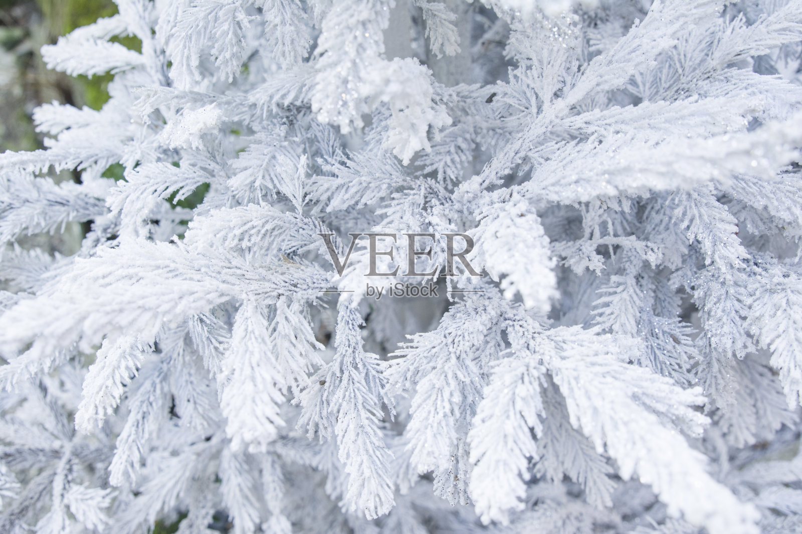 树枝上结着霜冻的圣诞树照片摄影图片