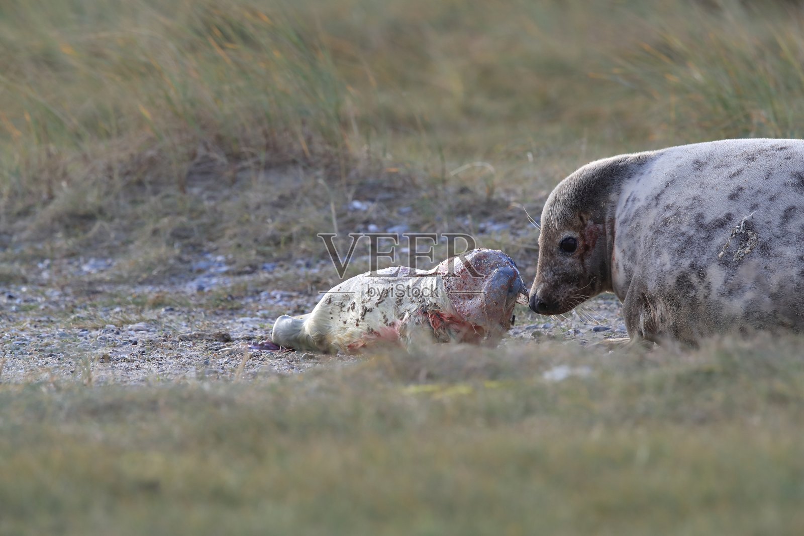 德国黑尔戈兰灰海豹生幼崽照片摄影图片