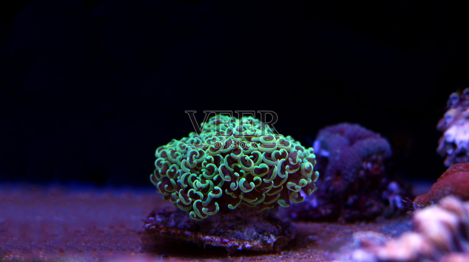 Euphyllia Hammer LPS珊瑚照片摄影图片