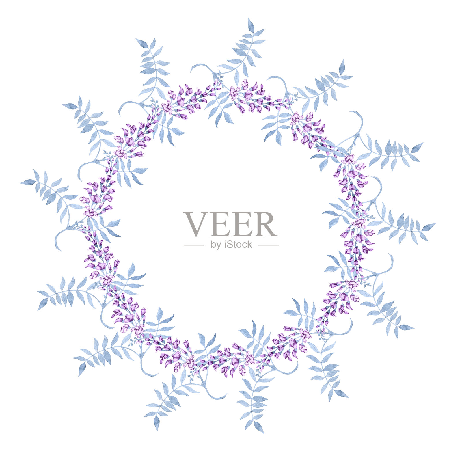 紫藤树枝上的花。帧孤立在白色背景上。插画图片素材