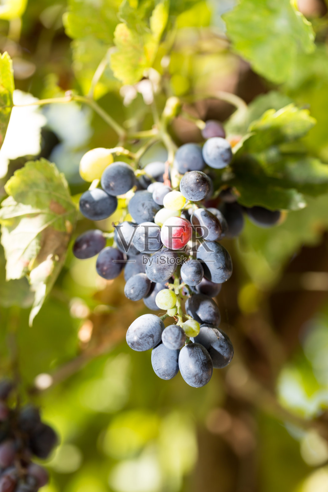 自然界中的黑葡萄照片摄影图片