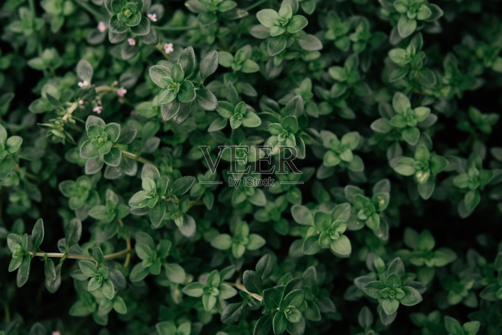 绿色植物叶片背景照片摄影图片