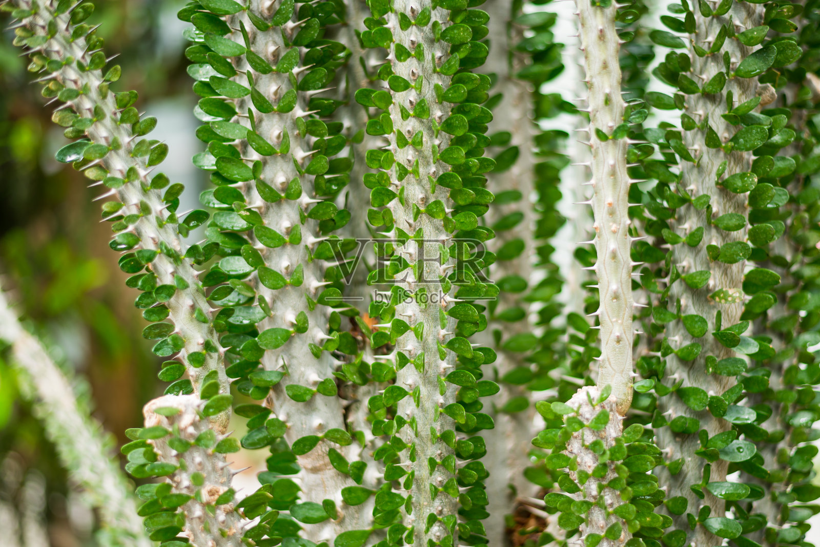 马达加斯加的一种植物，有绿色的小叶子照片摄影图片