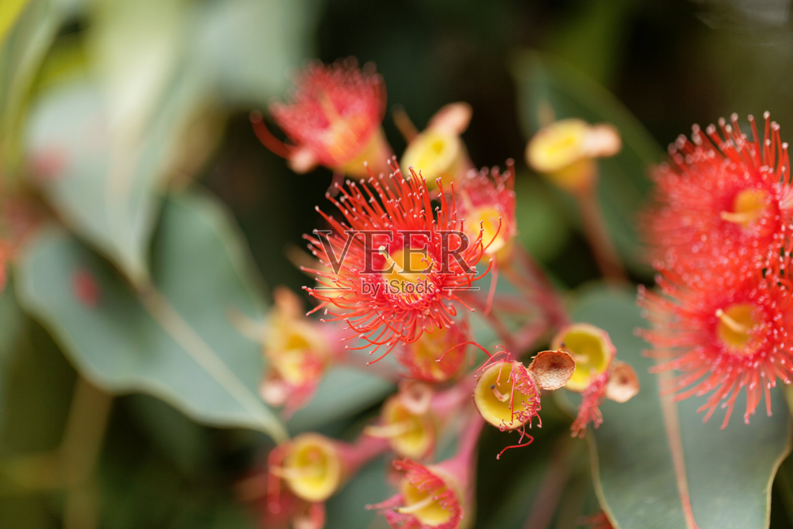 红花胶(Corymbia ficifolia)照片摄影图片