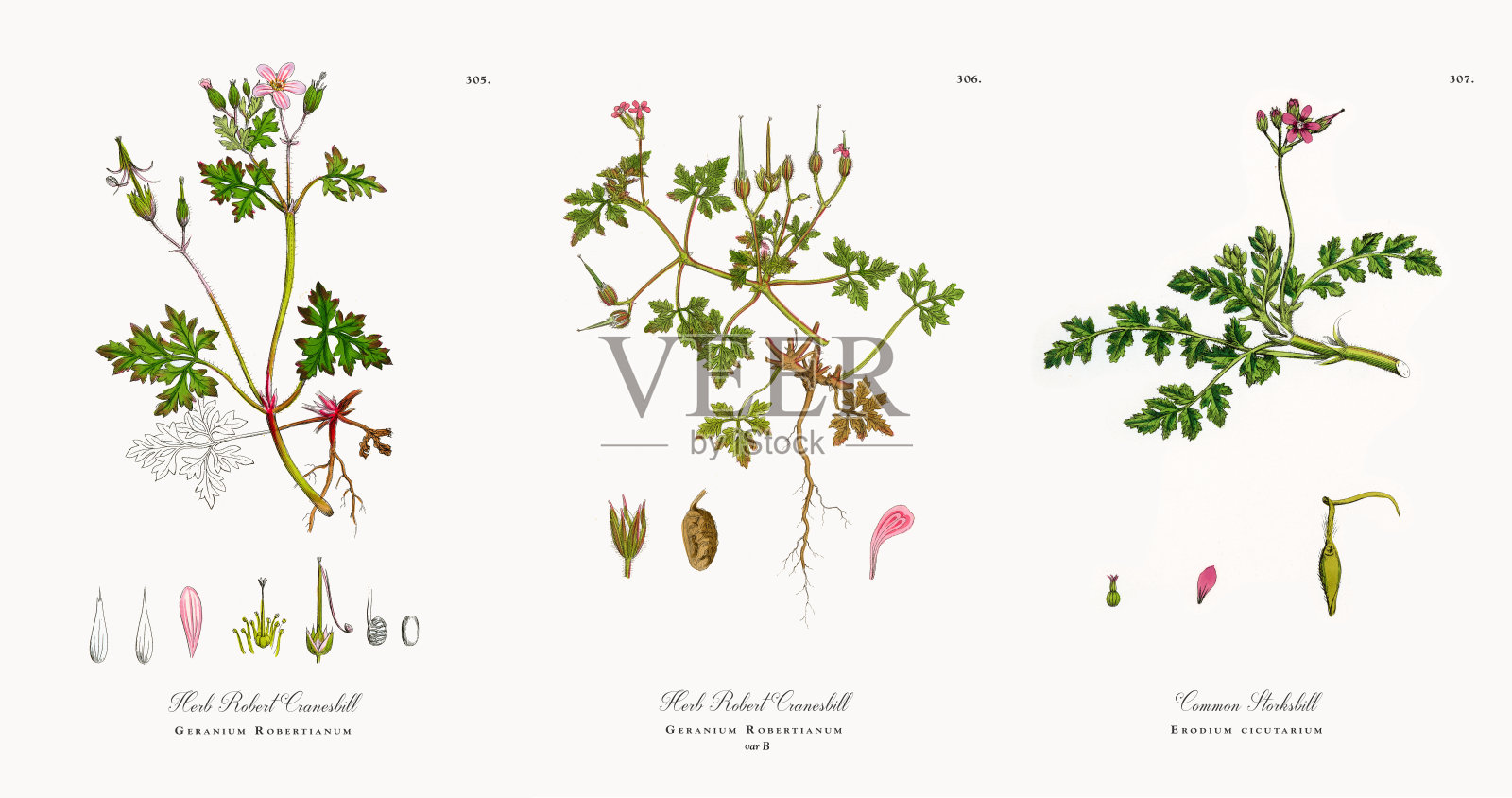 Herb Robert Cranesbill，天竺葵，维多利亚植物学插图，1863年插画图片素材