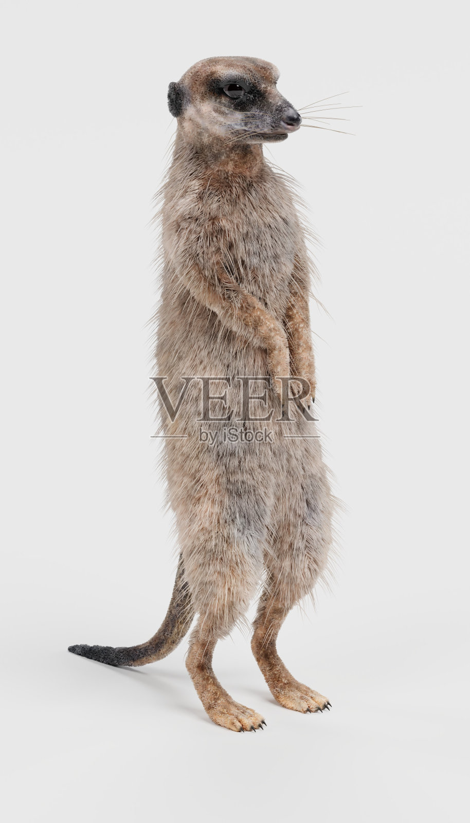 猫鼬设计元素图片