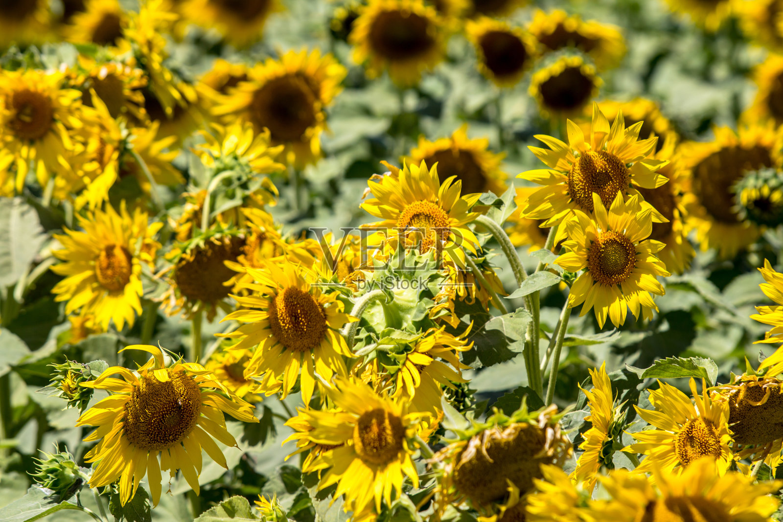 大向日葵领域照片摄影图片
