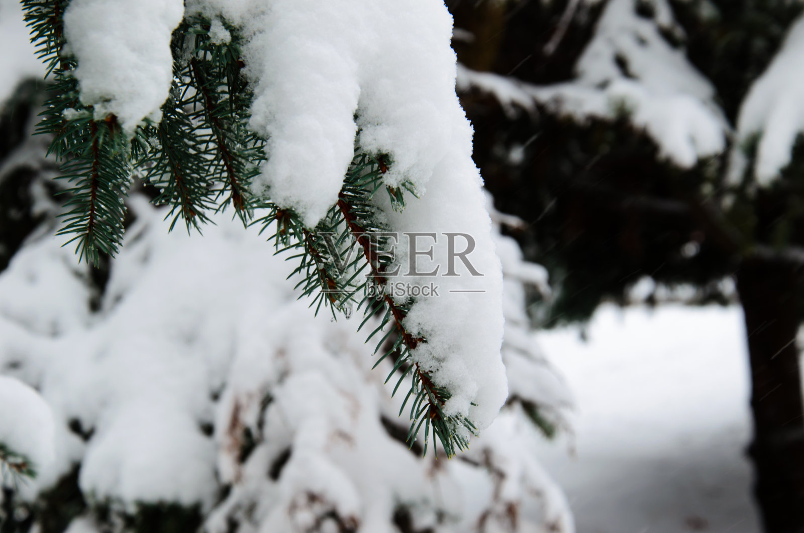 杉树的针叶上覆盖着厚厚的积雪照片摄影图片