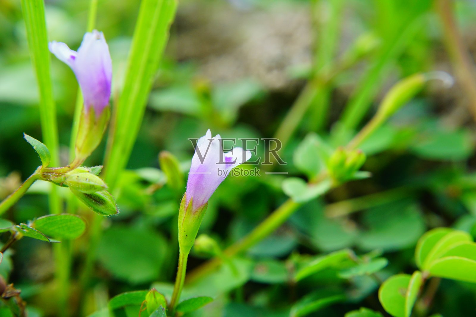 雏菊盛开的美丽田野照片摄影图片