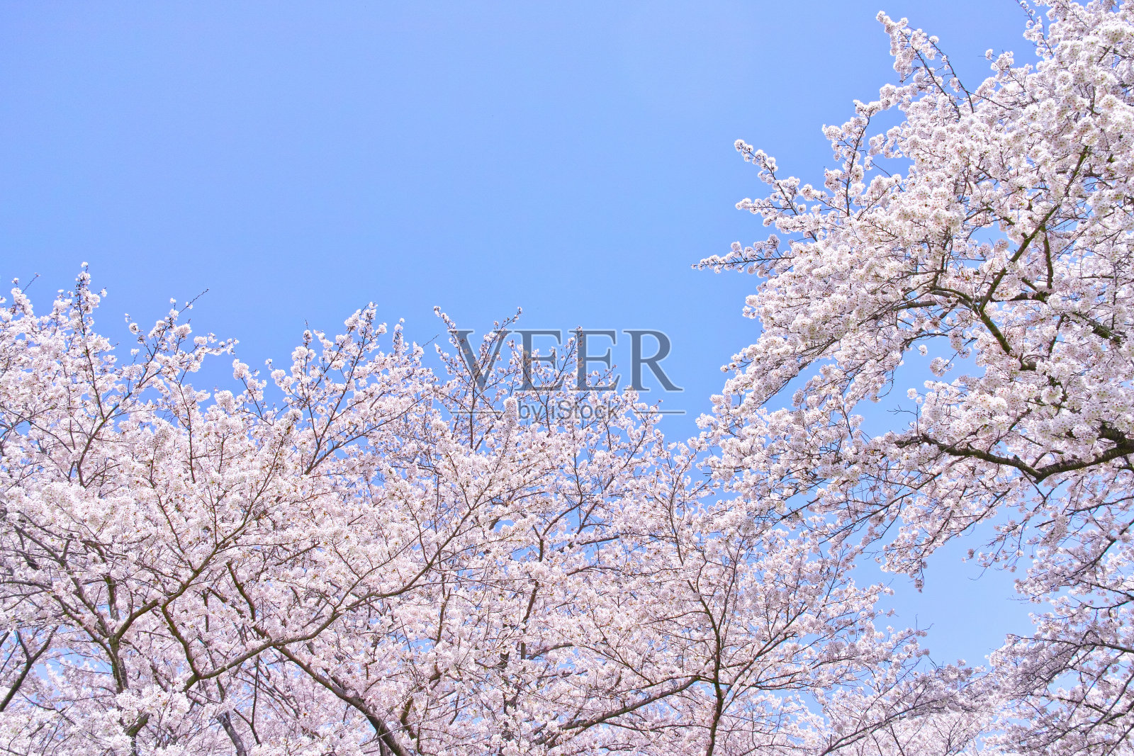 樱花盛开照片摄影图片