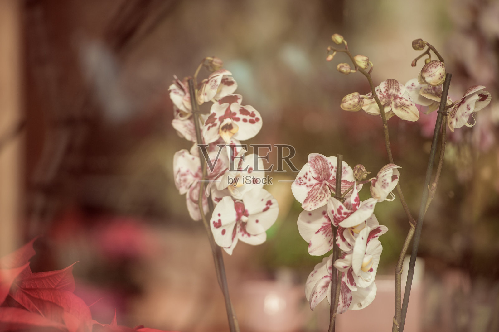 温室里的米色兰花照片摄影图片