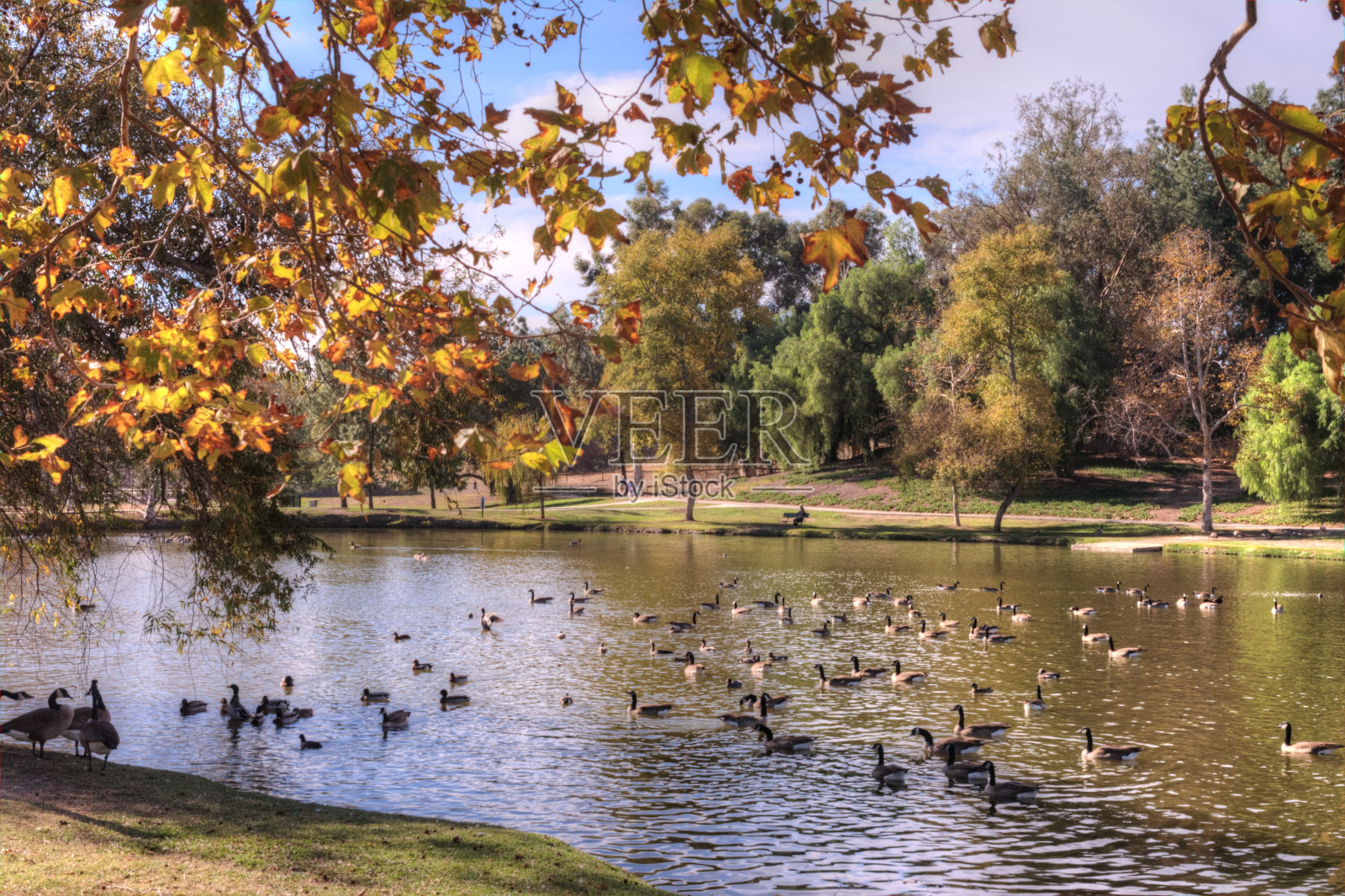 满湖。照片摄影图片