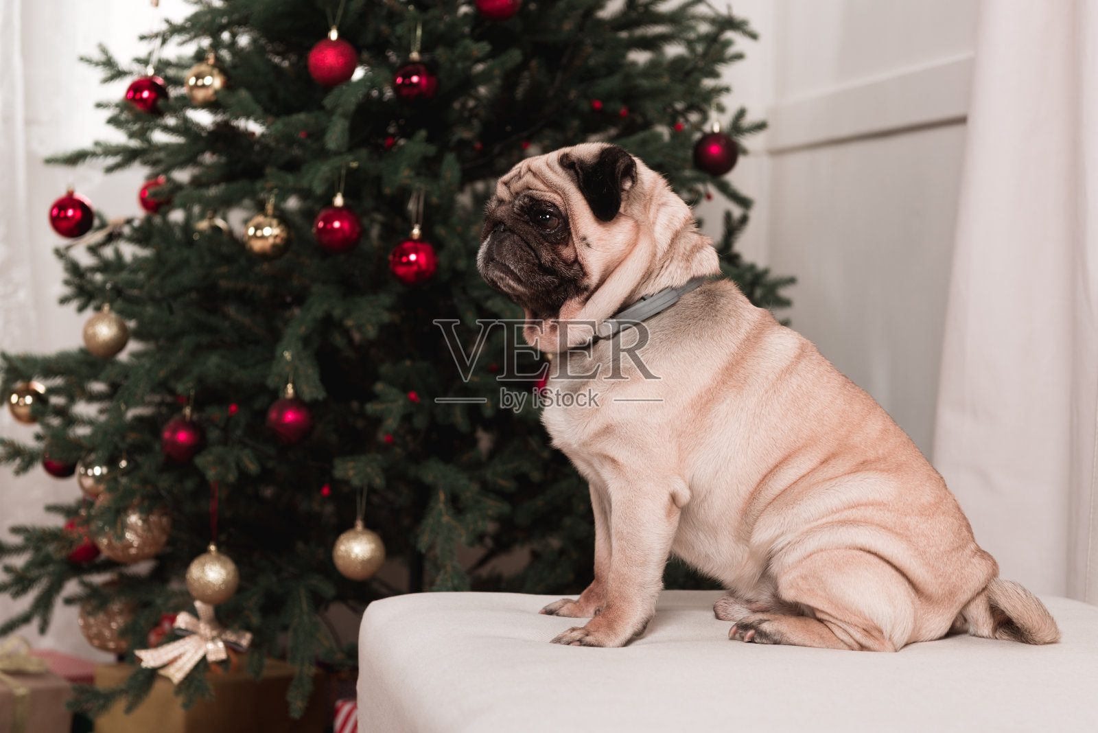 哈巴狗坐在圣诞树旁照片摄影图片