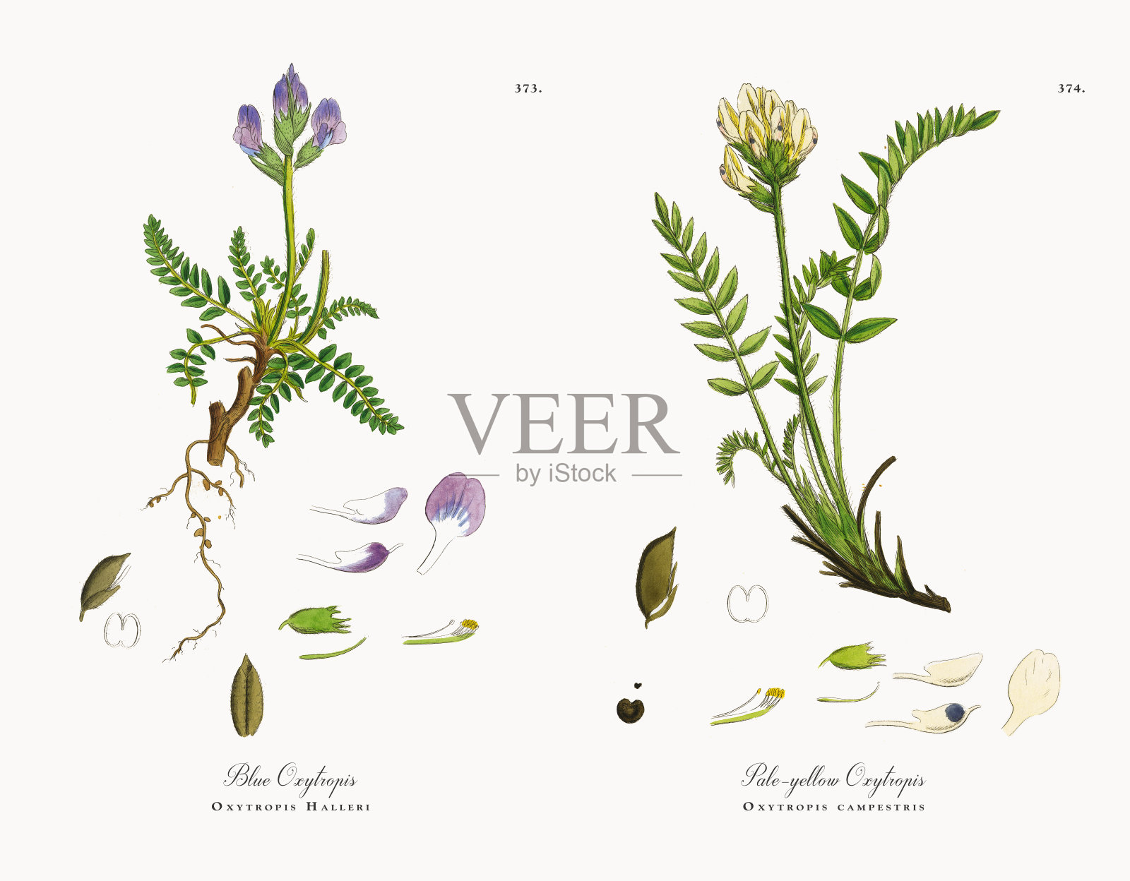 蓝色棘豆，哈里棘豆，维多利亚植物学插图，1863年设计元素图片