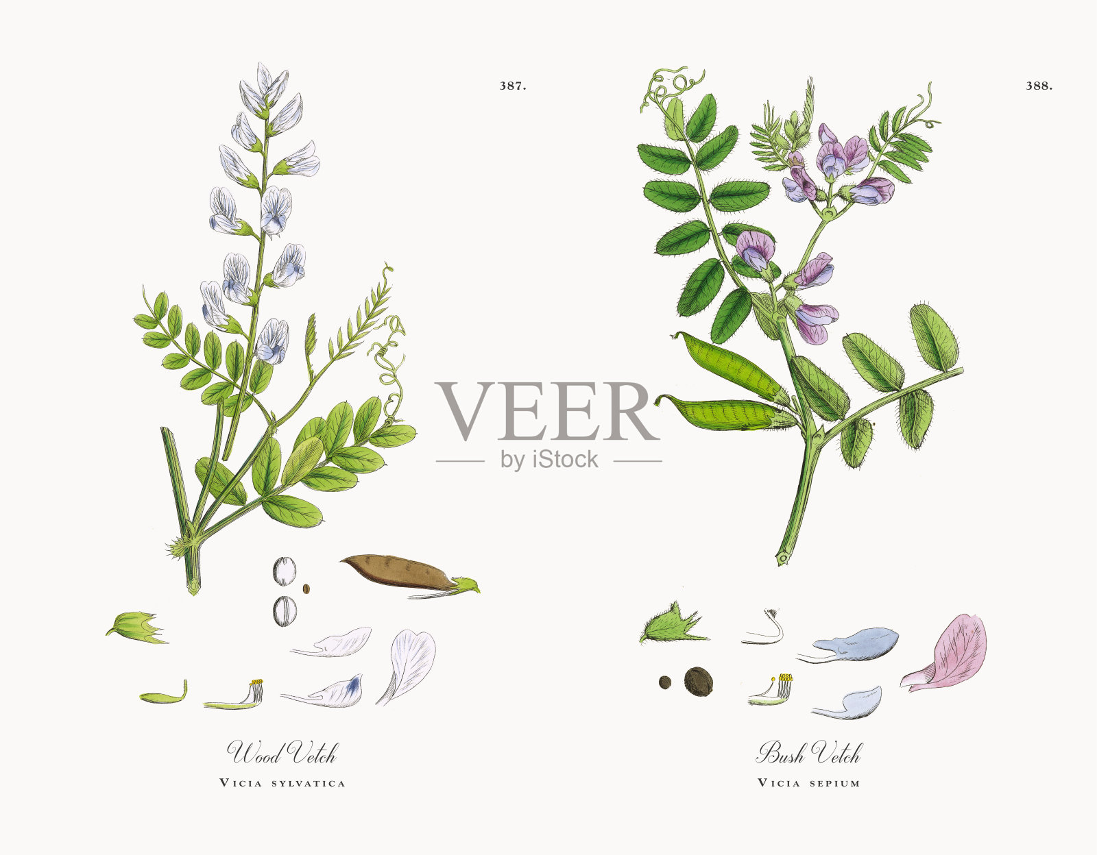 森林野豌豆，维多利亚植物学插图，1863年插画图片素材