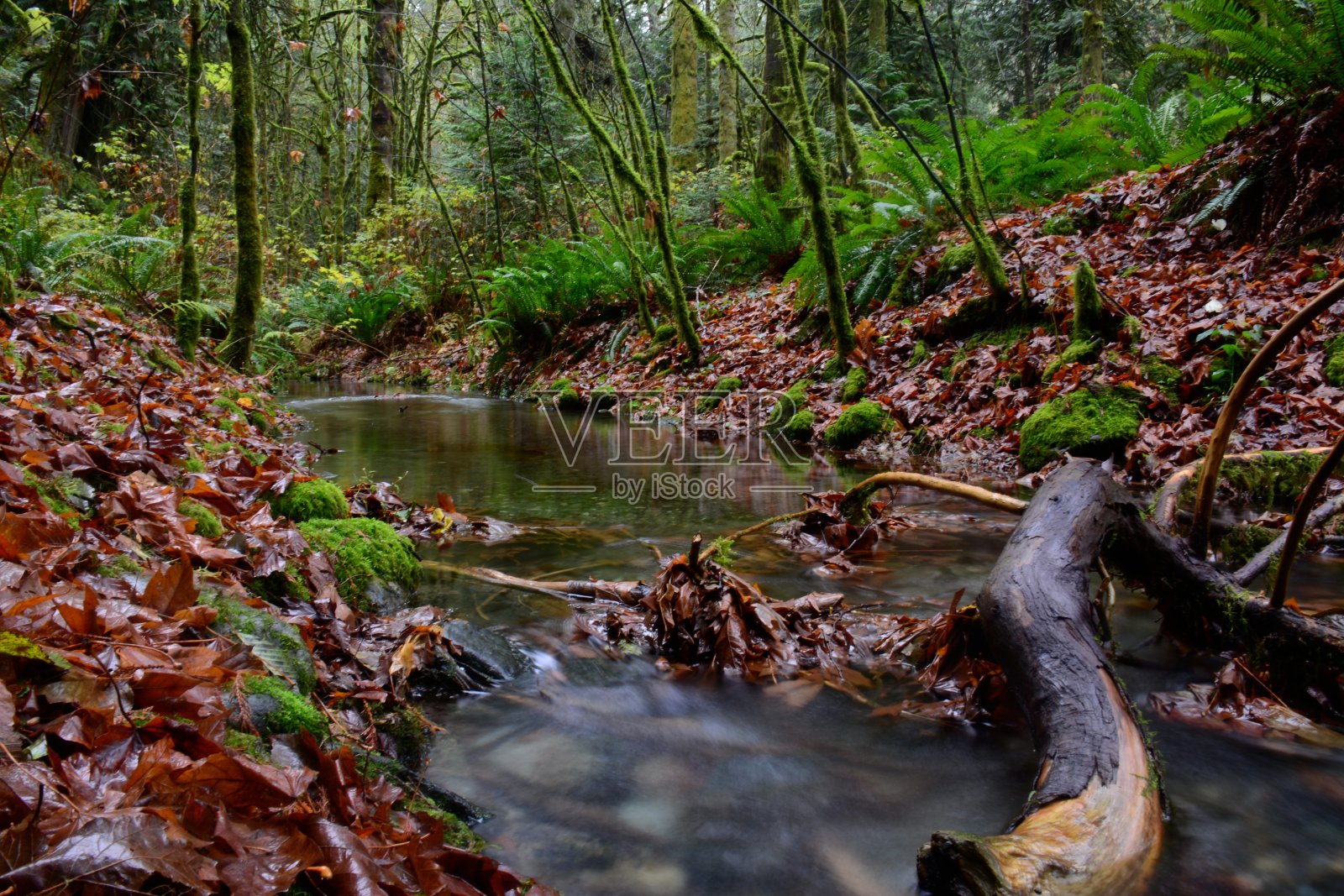 秋鲑鱼产卵照片摄影图片