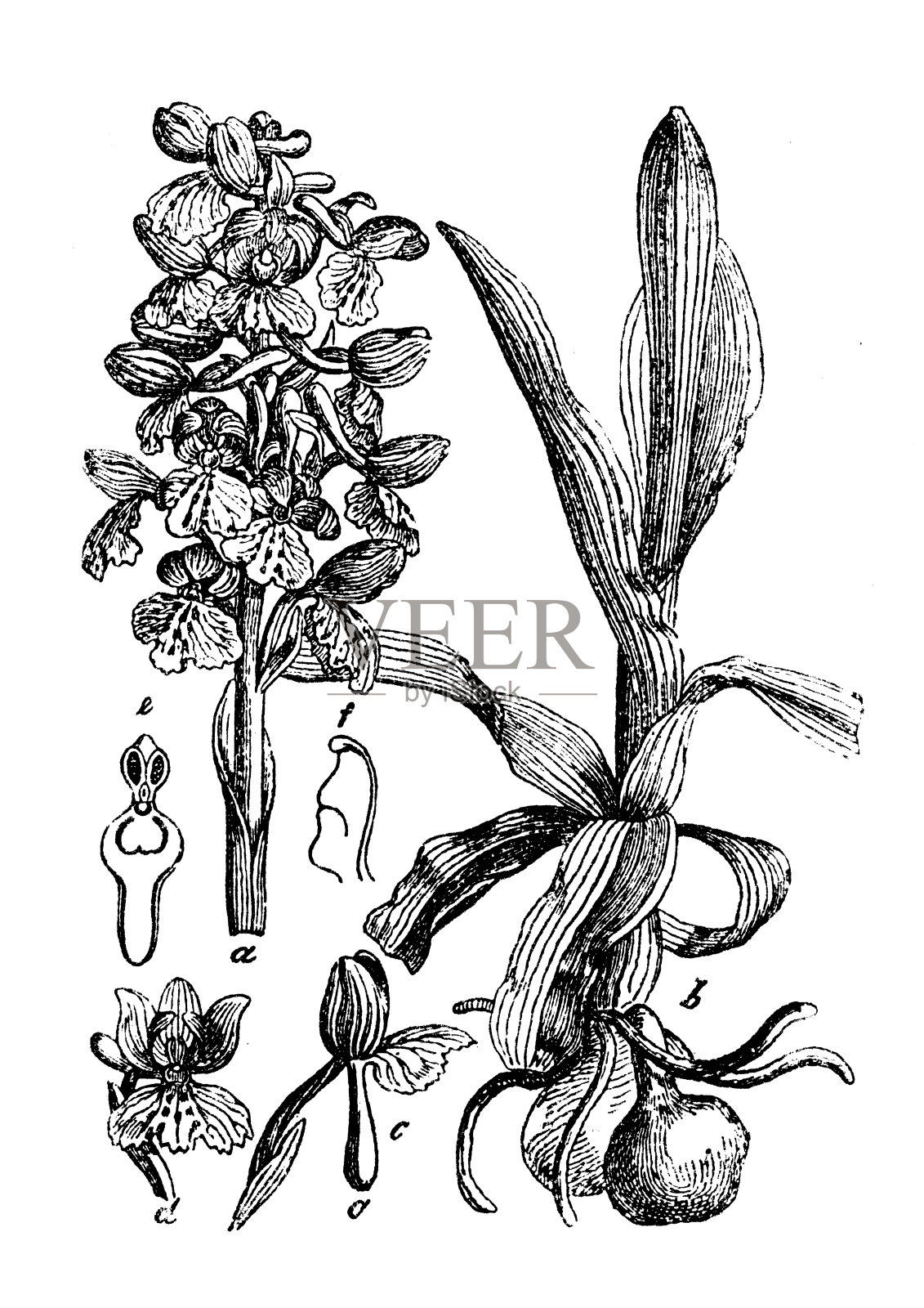 植物学植物仿古雕刻插图:绿翼兰，绿脉兰插画图片素材