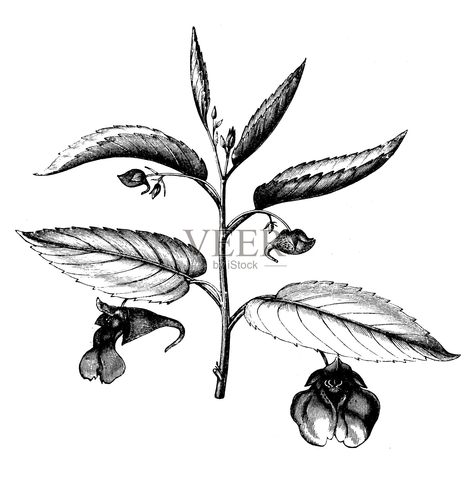 植物学植物仿古雕刻插图:凤仙花(触摸我不香脂)设计元素图片