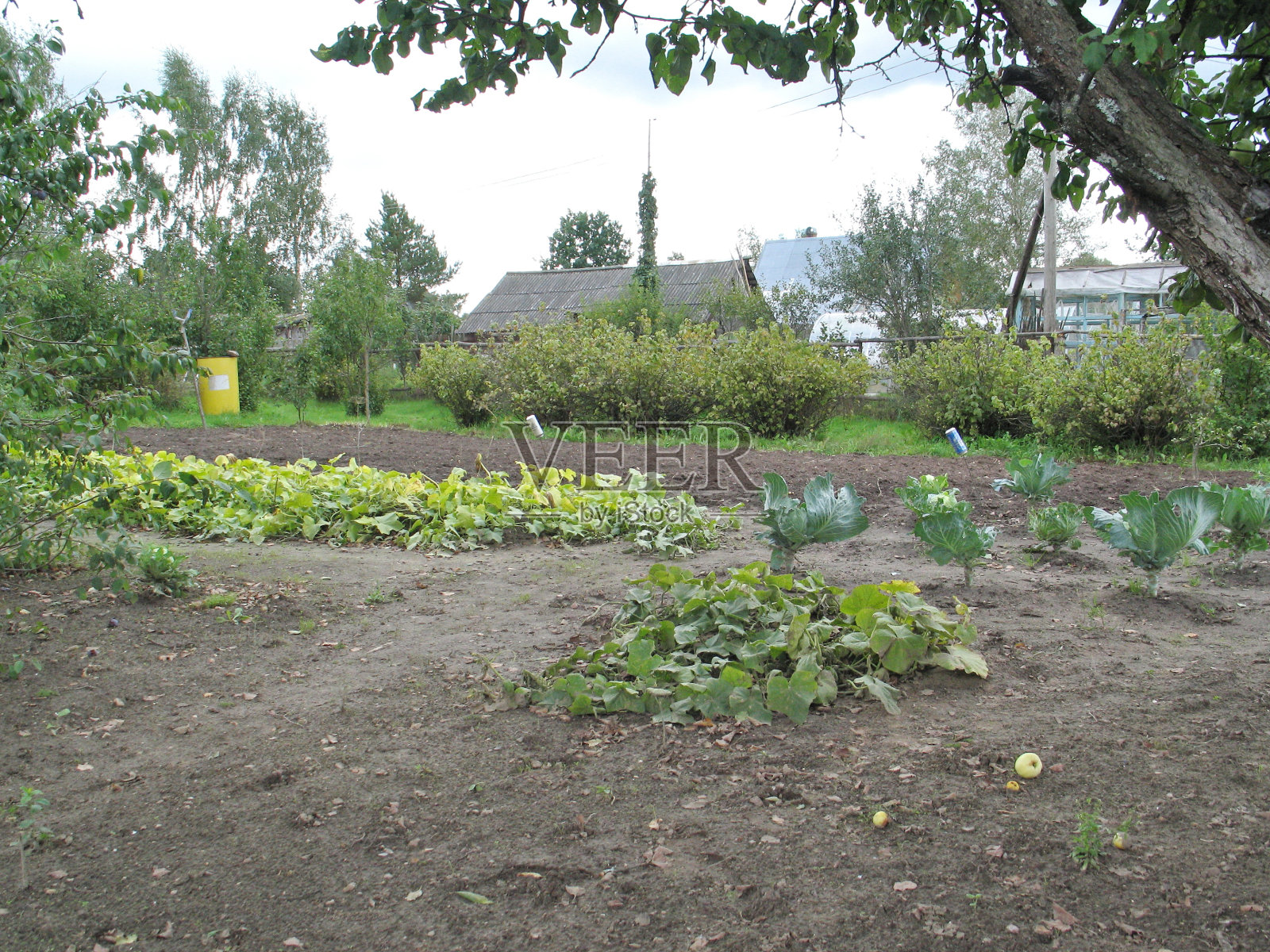 在花园里收获黑土、草、洋葱、大蒜、西葫芦照片摄影图片