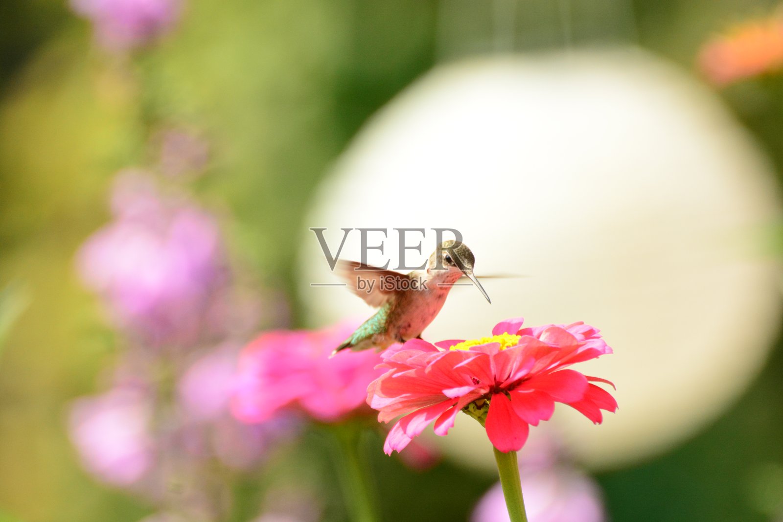 雌性红喉蜂鸟正在吃粉红色的天竺葵。照片摄影图片