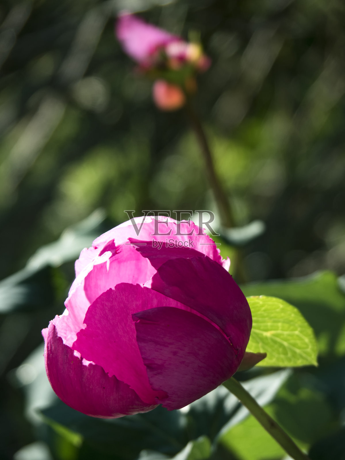 粉红色的牡丹在绿叶的背景下垂直图像照片摄影图片