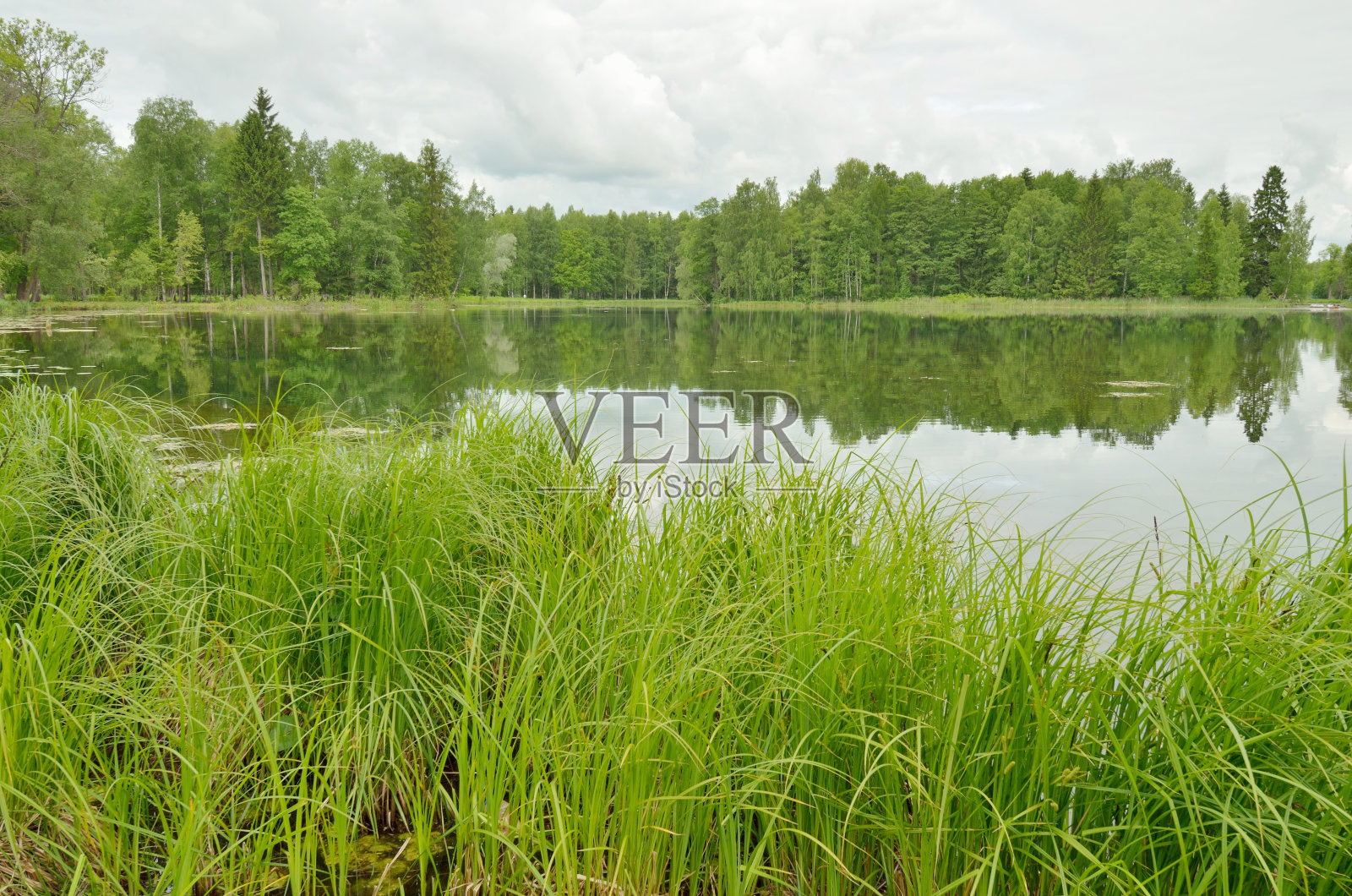 春天的自然景观。照片摄影图片