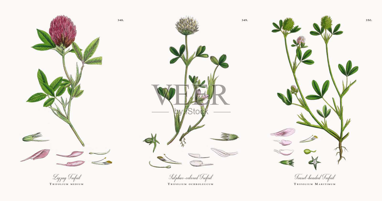 之字形三叶草，三叶草中，维多利亚植物学插图，1863年插画图片素材