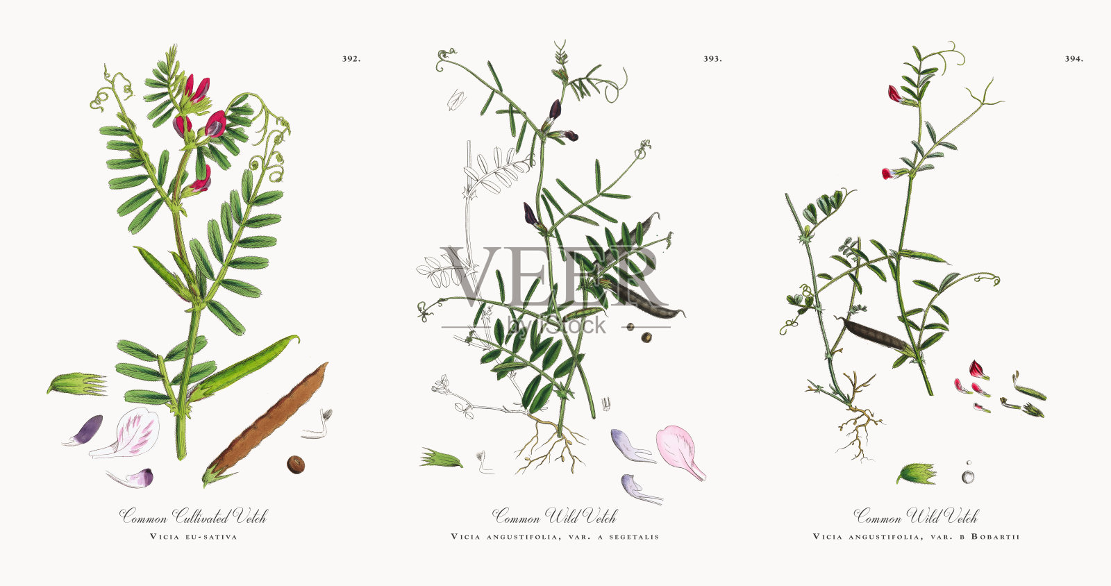 普通栽培的野豌豆，紫薇，维多利亚植物学插图，1863年设计元素图片