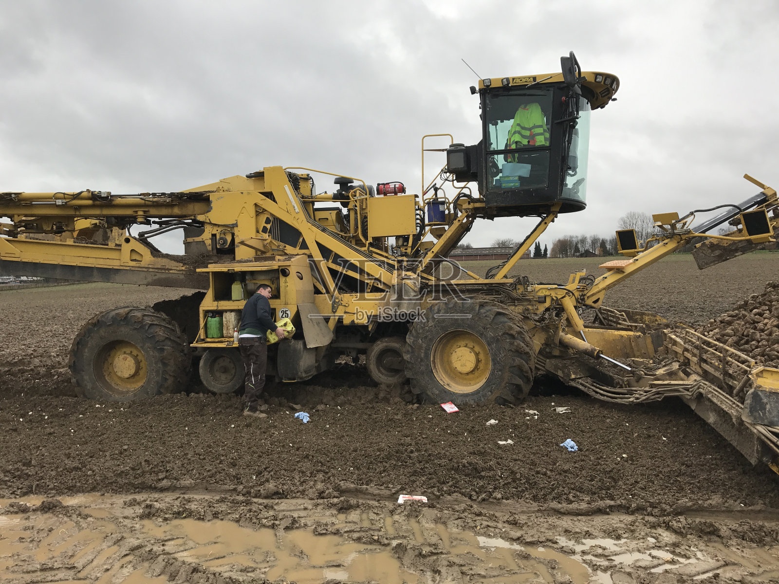 甜菜收获照片摄影图片