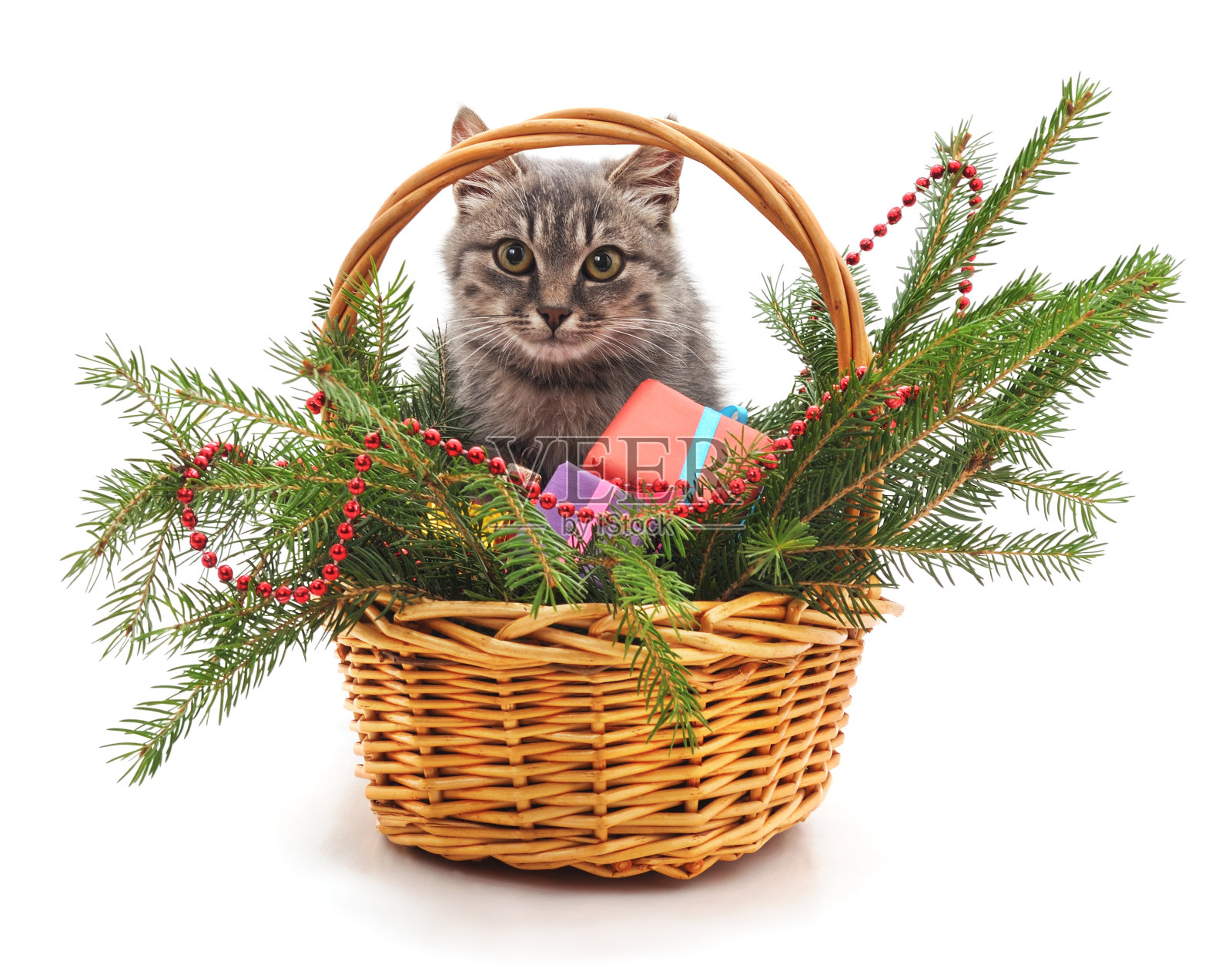 小猫和圣诞树。照片摄影图片