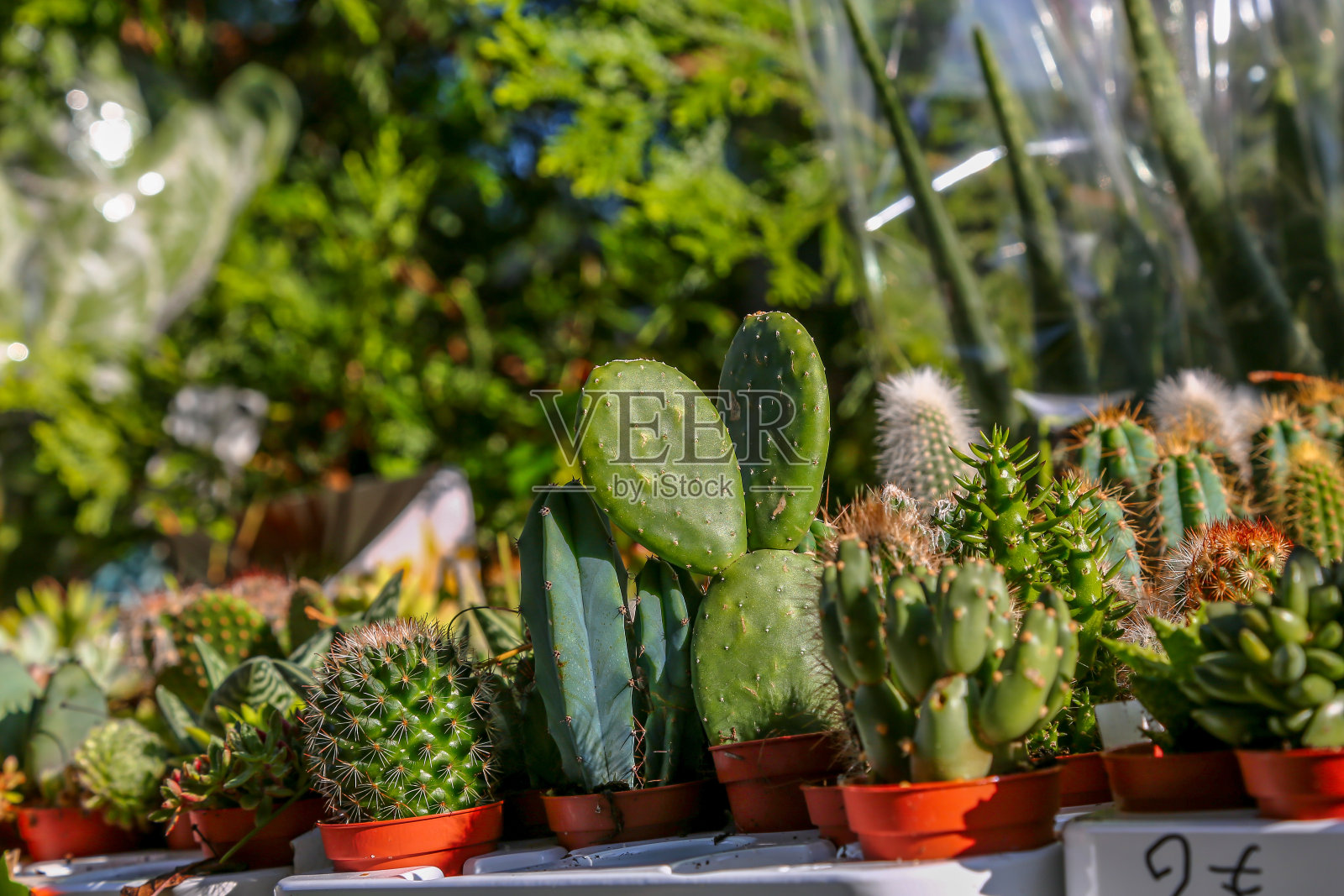 仙人掌群照片摄影图片