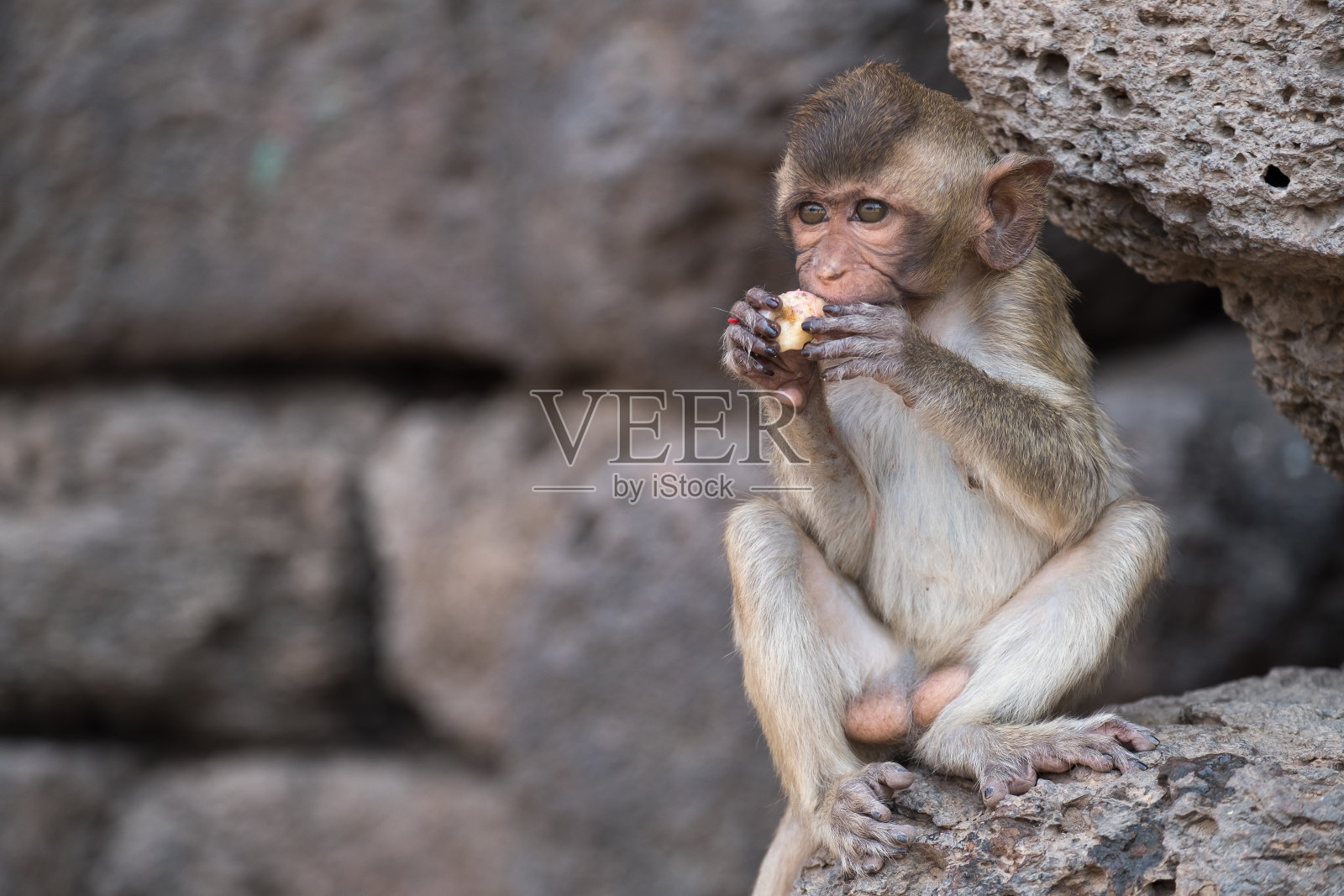 猴子照片摄影图片