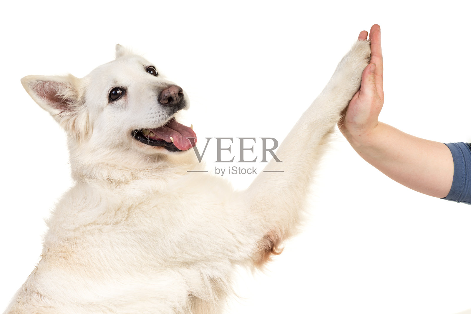 白色瑞士牧羊犬肖像孤立的白色背景给一个击掌照片摄影图片