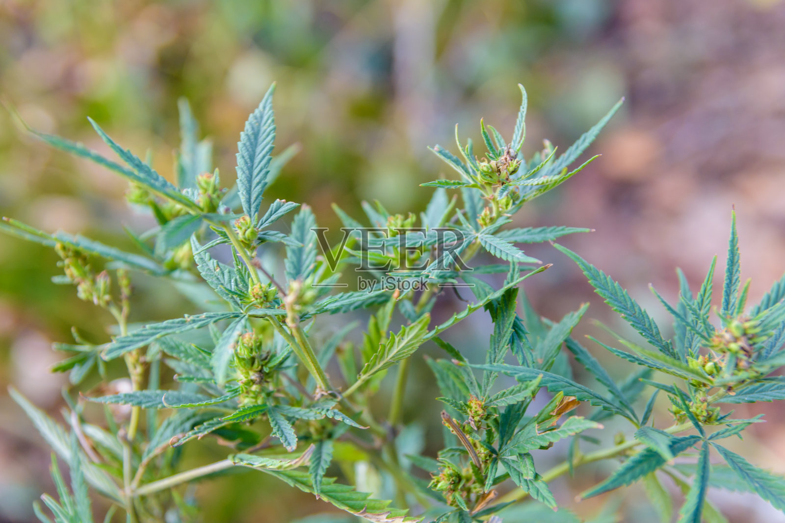 夏天大麻植物的特写照片摄影图片