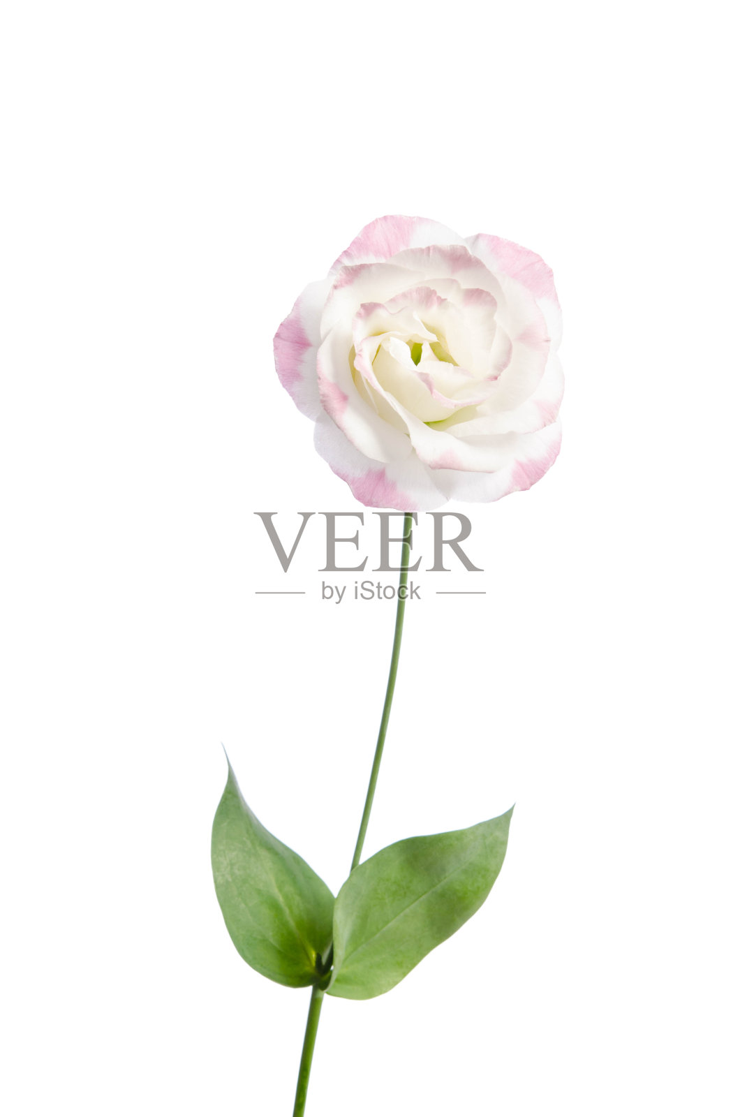 美丽的桔梗花孤立在白色背景上照片摄影图片