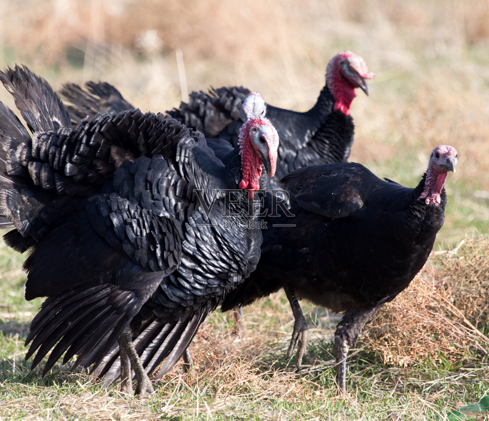 户外农场火鸡照片摄影图片