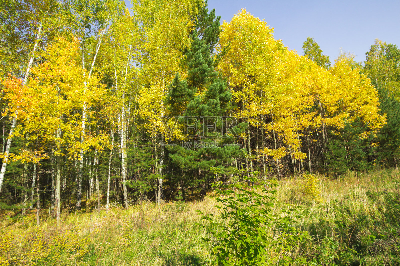 秋天的草图。照片摄影图片