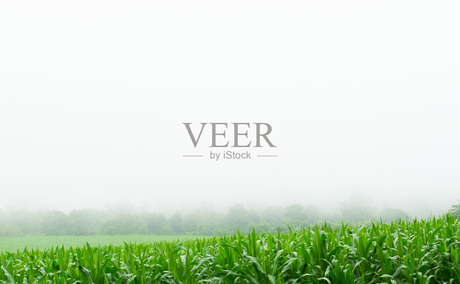 玉米田在雨季，在白色的天空照片摄影图片